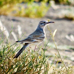 Greater Hoopoe-Lark